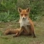 Fox in Kijkduin