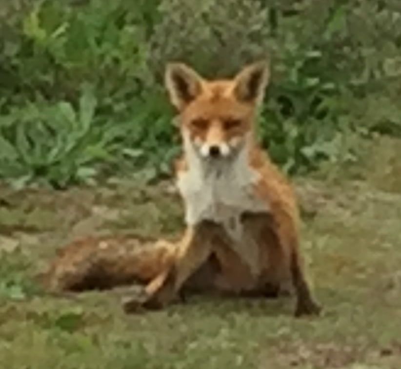 Vos in Kijkduin